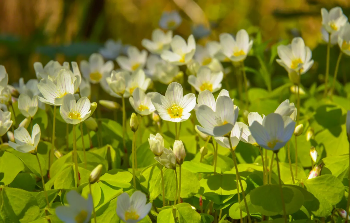 Фото обои Весна, Spring, Белые цветы, White flowers