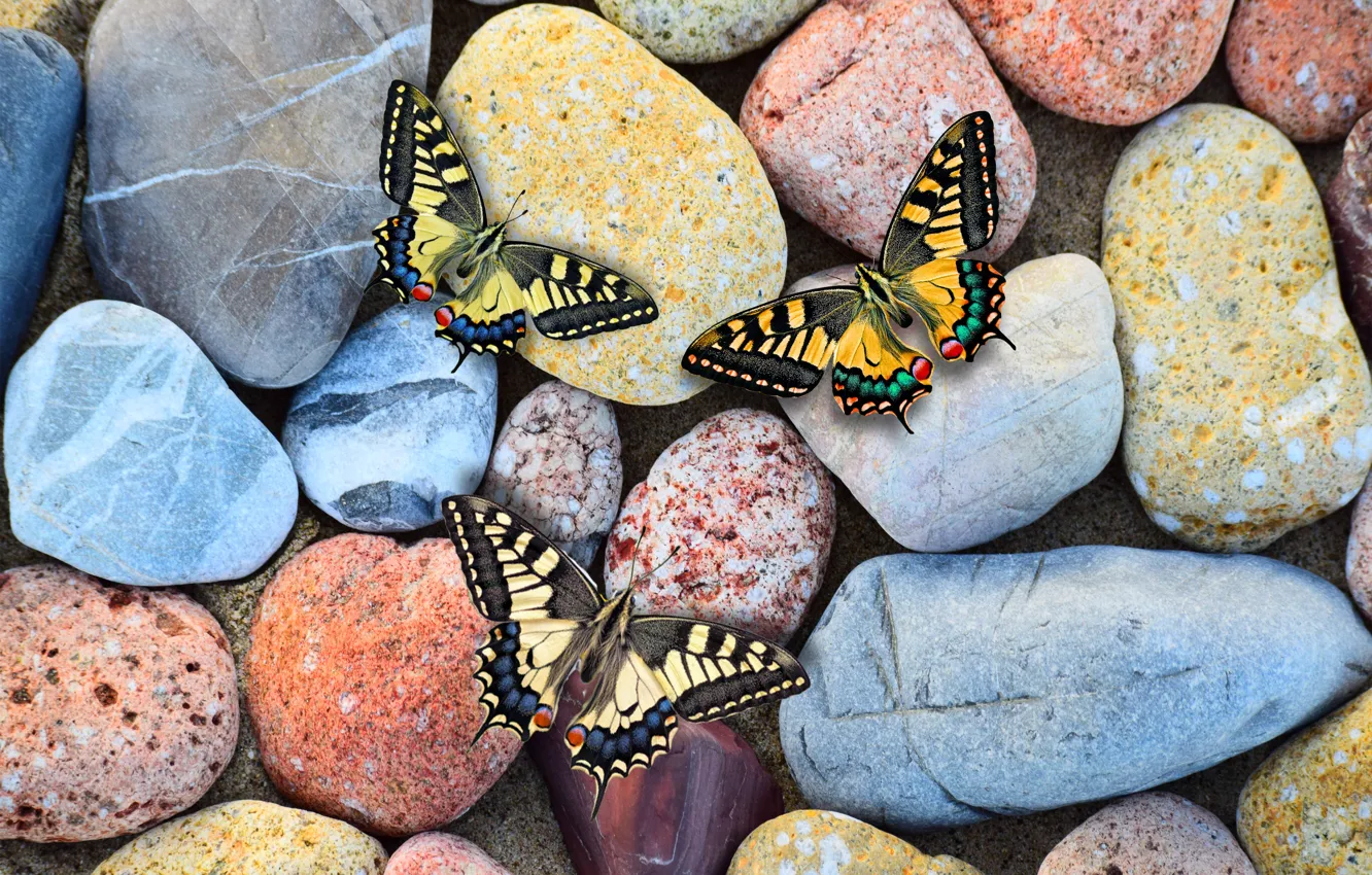 Фото обои stones, spring, butterflies, wing