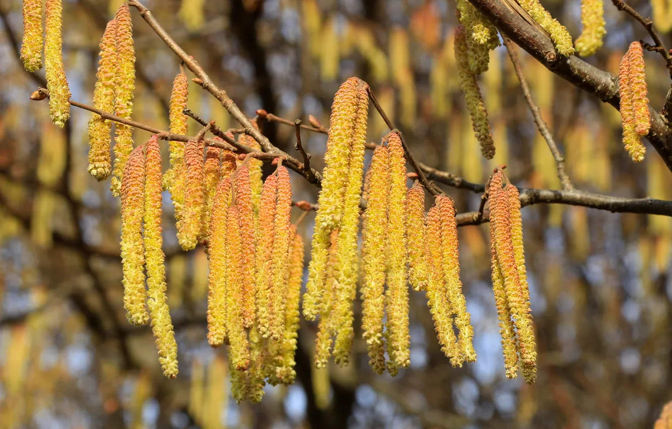 Фото обои tree, twig, hanging inflorescences