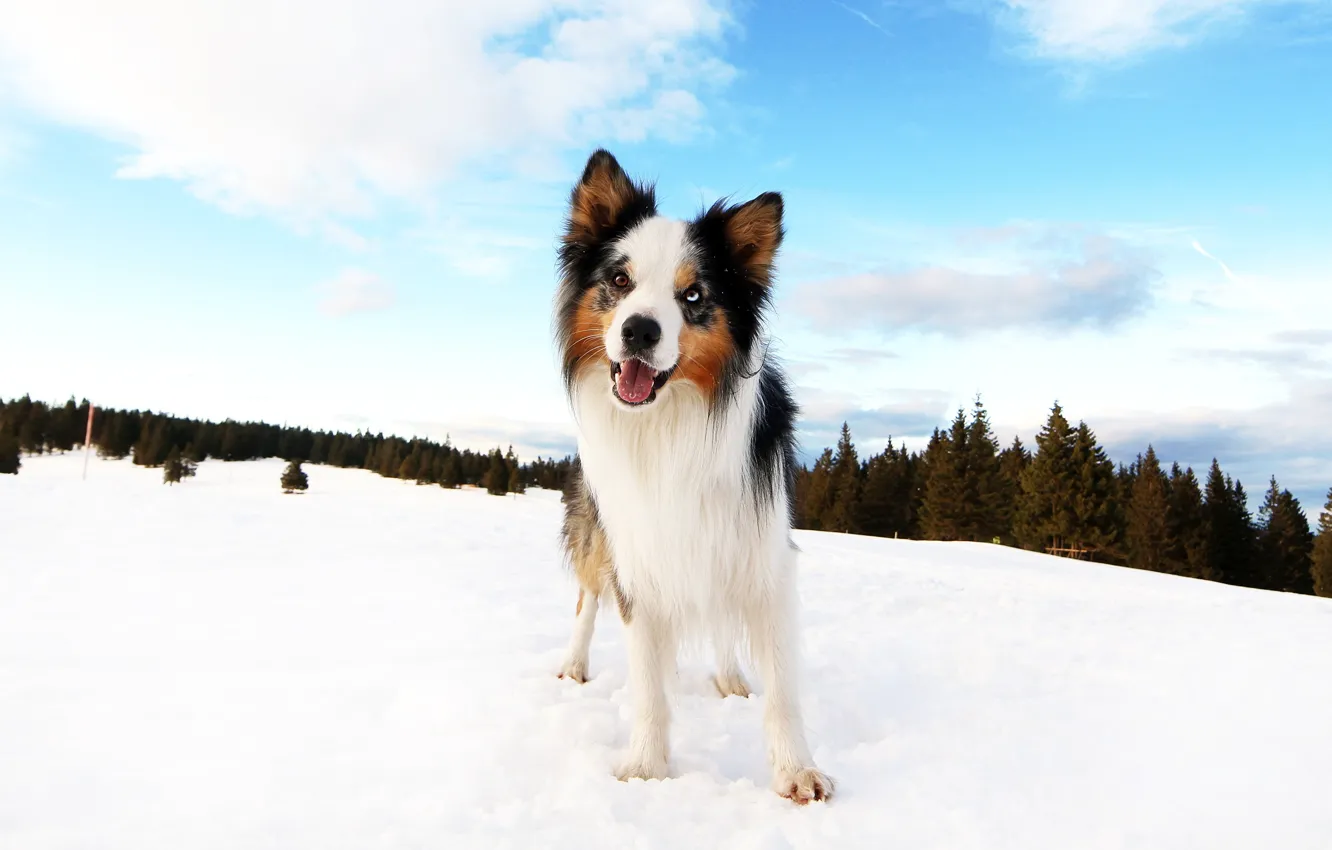 Фото обои зима, лес, облака, снег, синева, собака, щенок, бордер-колли
