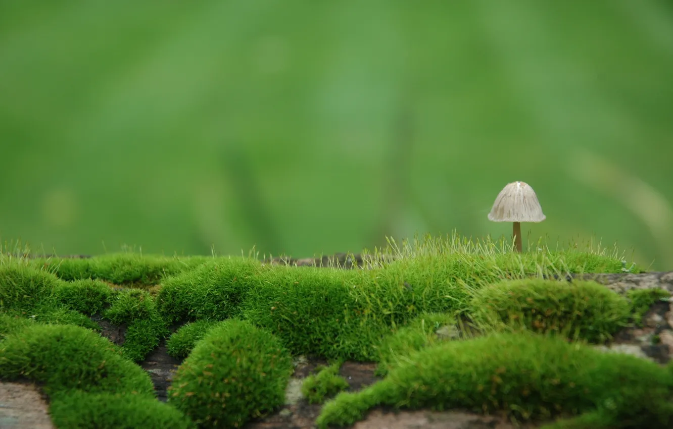 Фото обои природа, гриб, мох