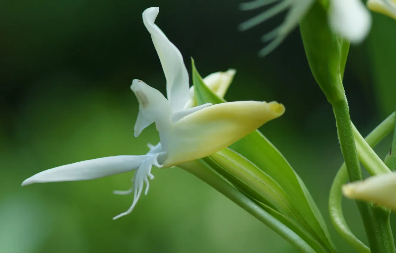 Фото обои белый, цветок, макро, размытость, susannae, Pecteilis