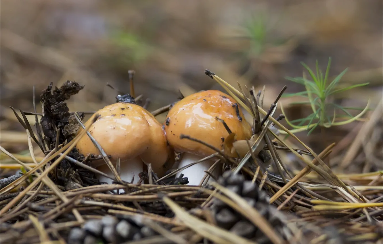 Фото обои осень, грибы, сырость