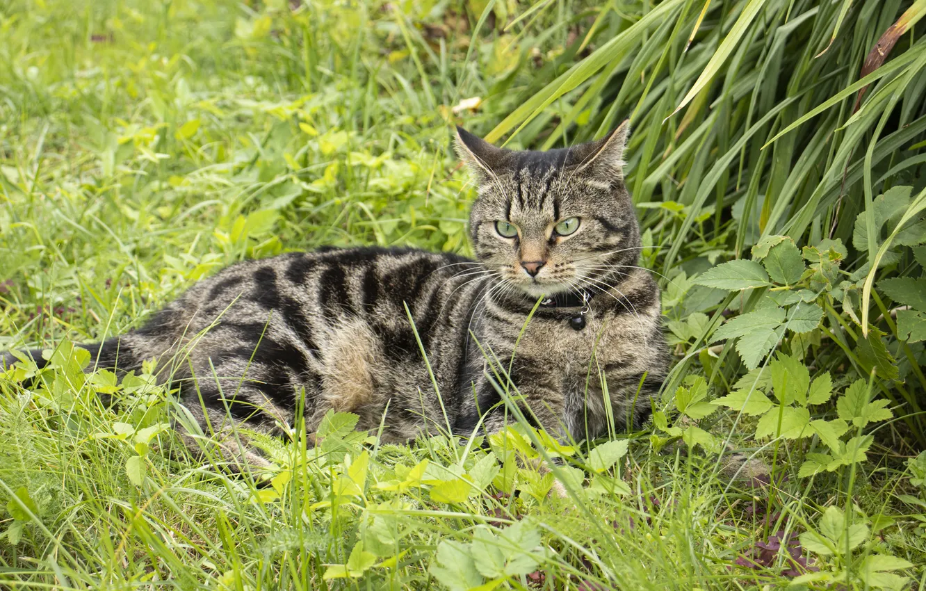 Фото обои кошка, природа, чучи, Archanicum, Canon 200D