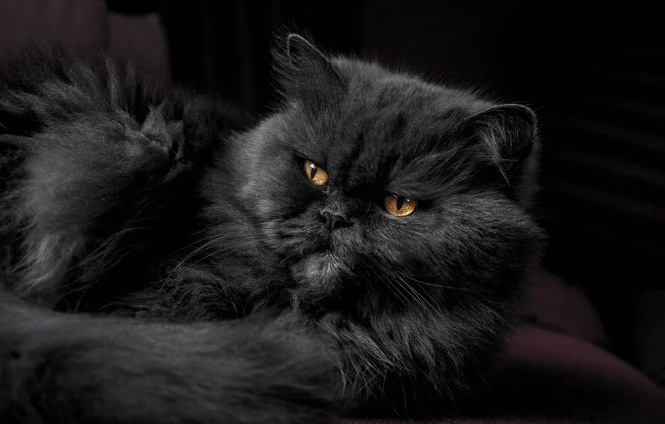 Фото обои кошка, кот, животное, питомец