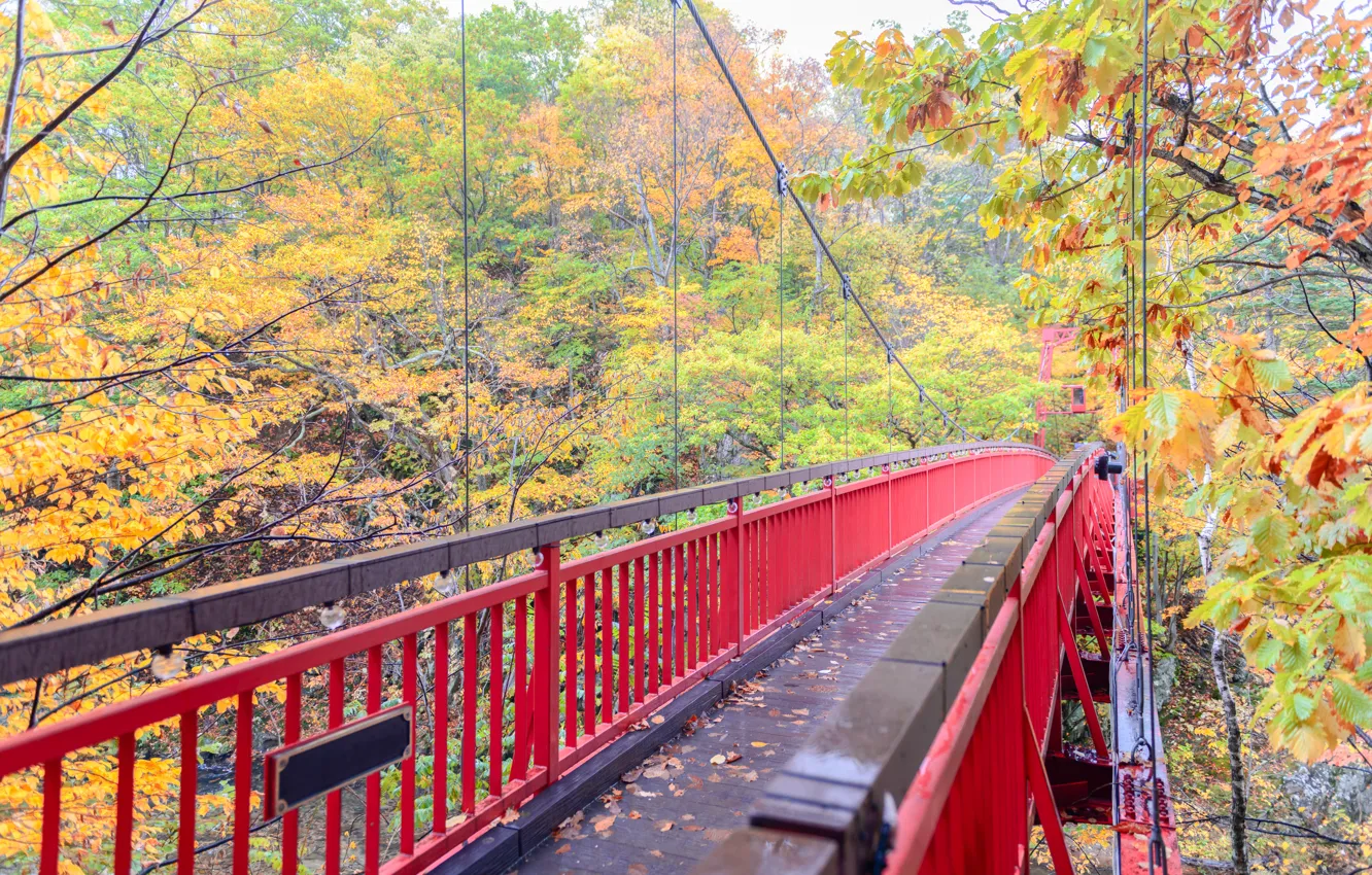 Фото обои осень, листья, деревья, мост, парк, colorful, landscape, bridge