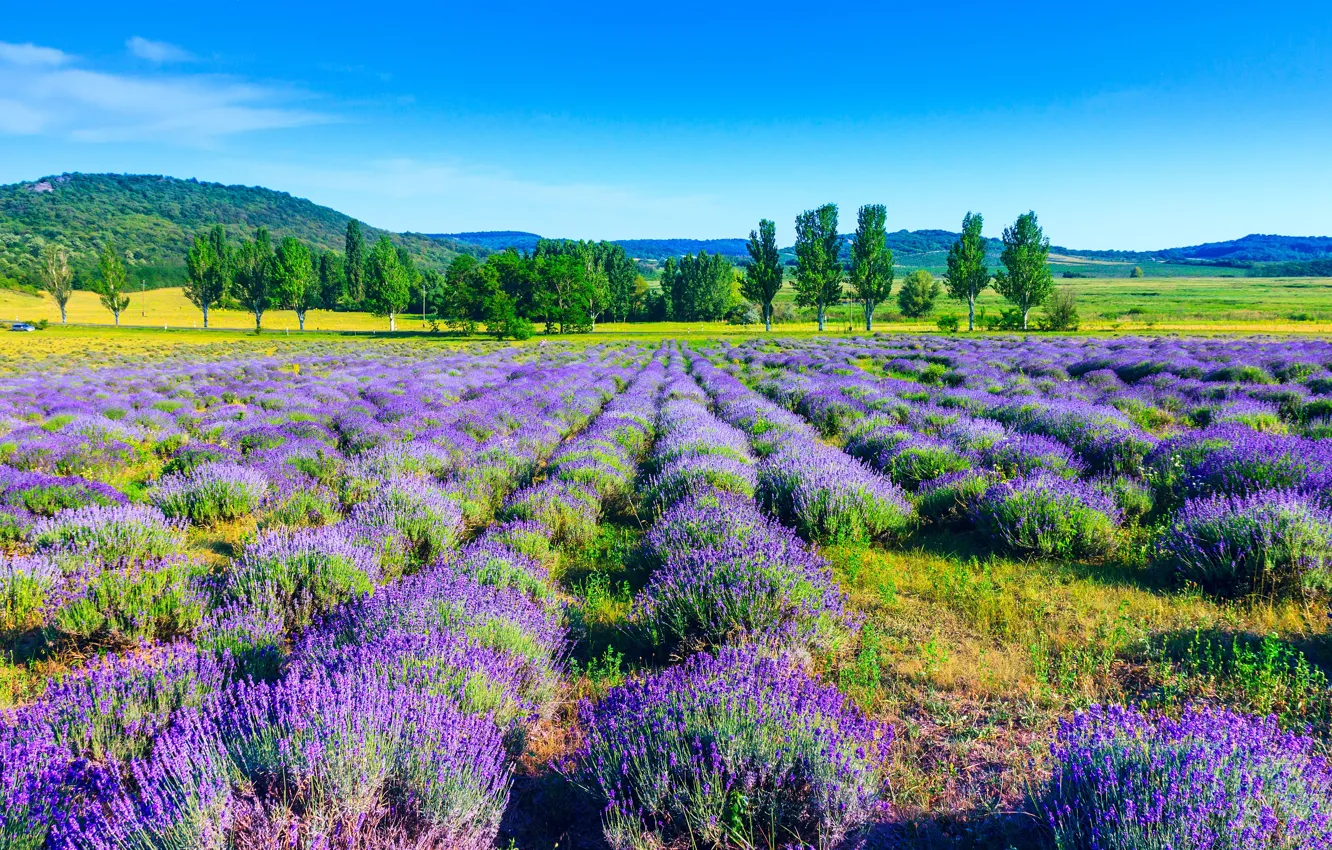 Фото обои поле, деревья, природа, trees, field, nature, лаванда, lavender