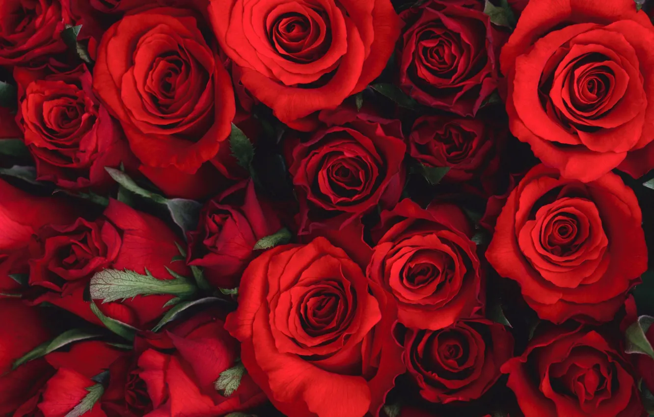 Фото обои цветы, букет, красиво, красные, red, Розы, flower, flowers