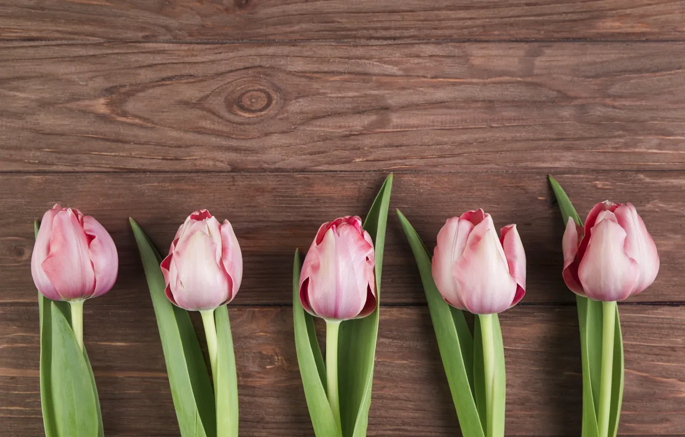 Фото обои цветы, тюльпаны, розовые, wood, pink, flowers, beautiful, tulips