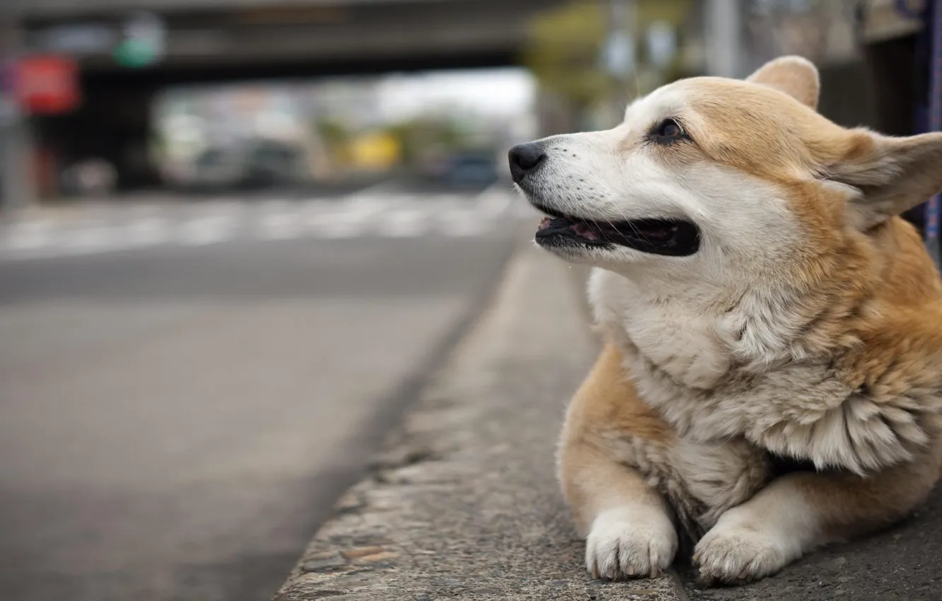 Фото обои фон, улица, собака, Вельш Корги, Pembroke, Пемброк, Welsh Corgi