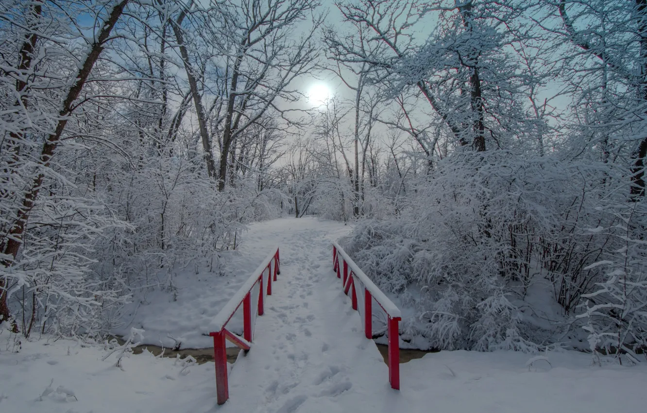 Фото обои зима, снег, деревья, парк, мостик