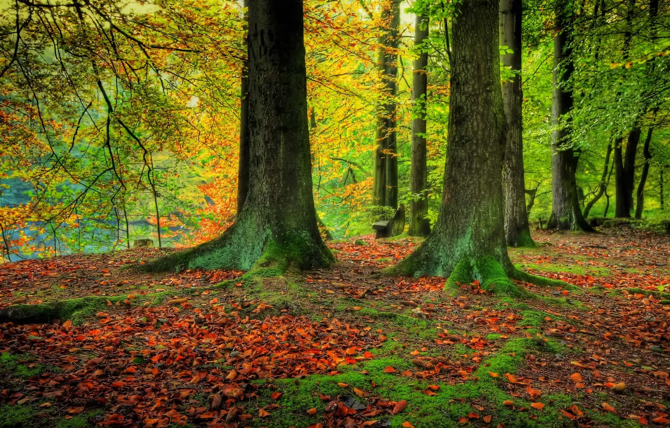 Фото обои зелень, осень, лес, листья, деревья, ветки, стволы