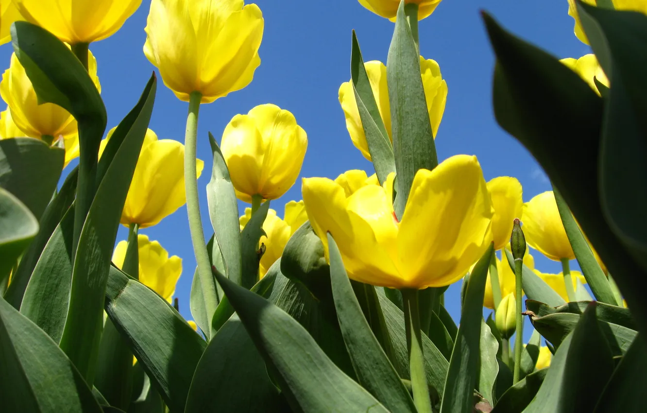 Фото обои зелень, небо, весна, тюльпаны