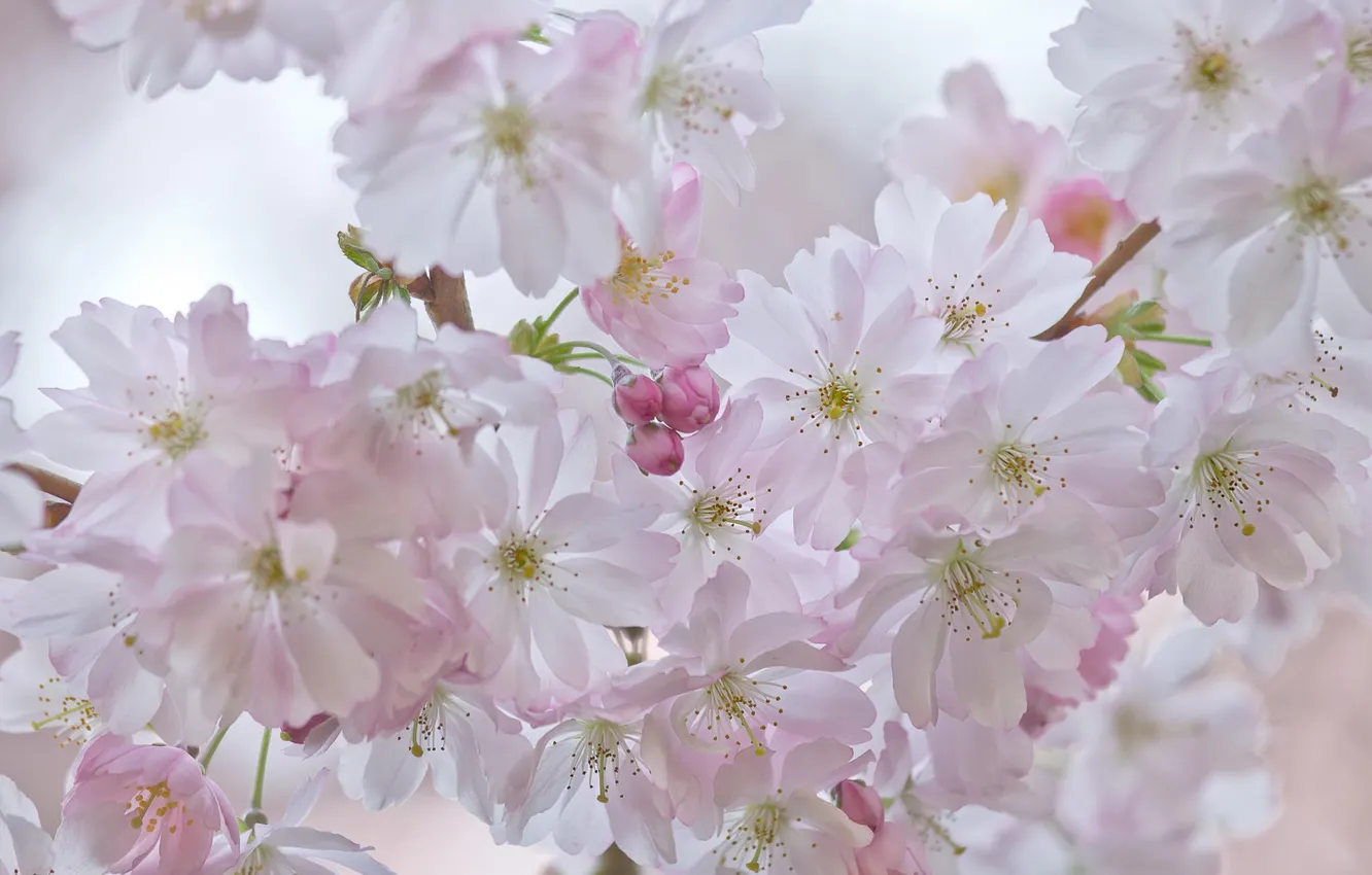 Фото обои цветы, вишня, весна, сакура, соцветие