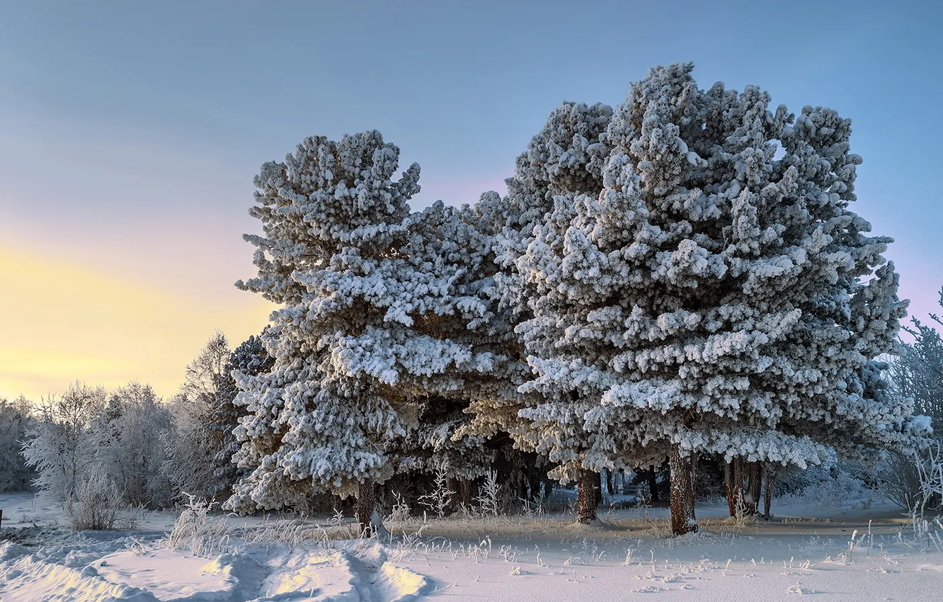 Фото обои зима, поле, снег