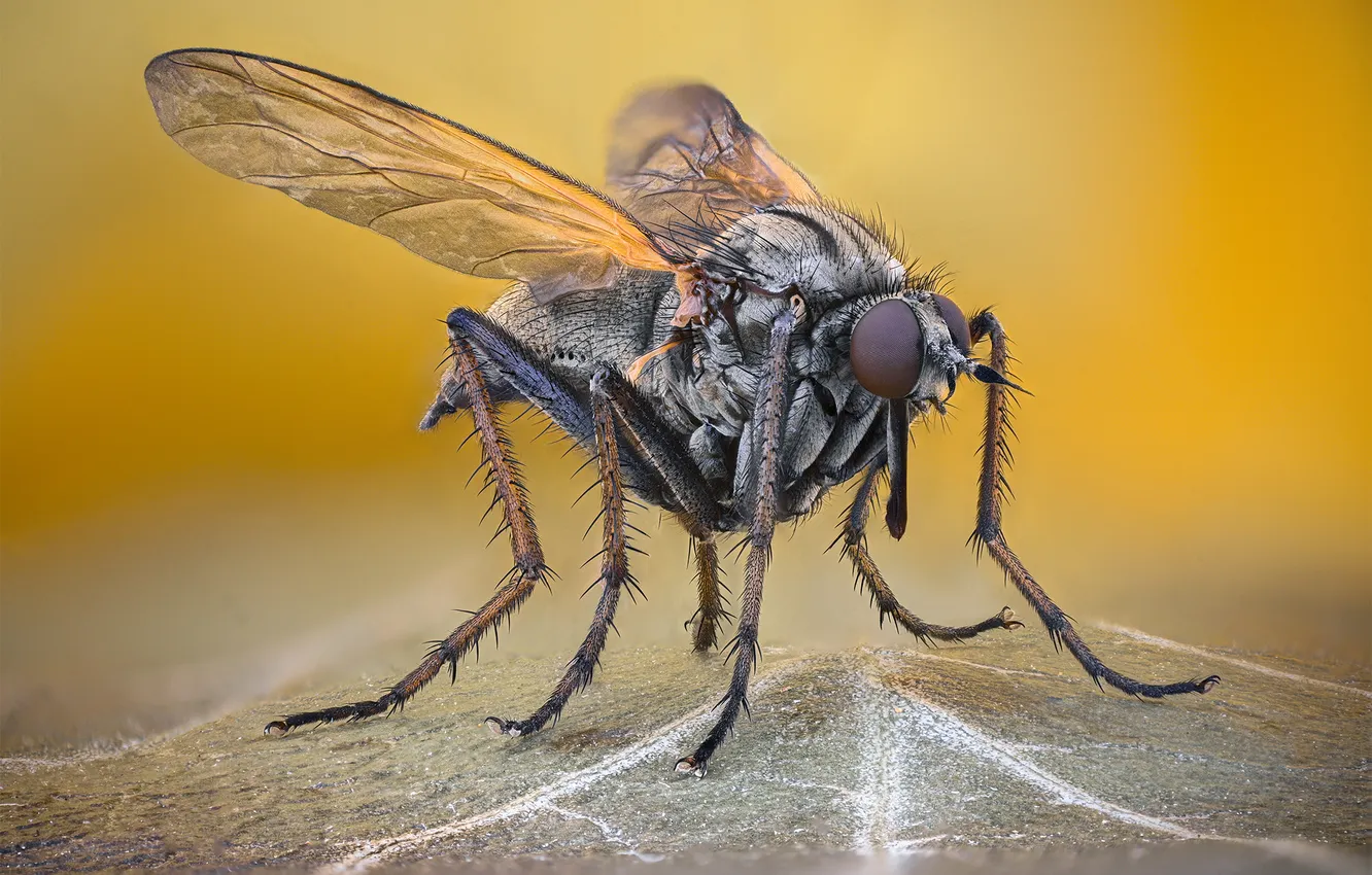 Фото обои legs, wings, fly, leaf