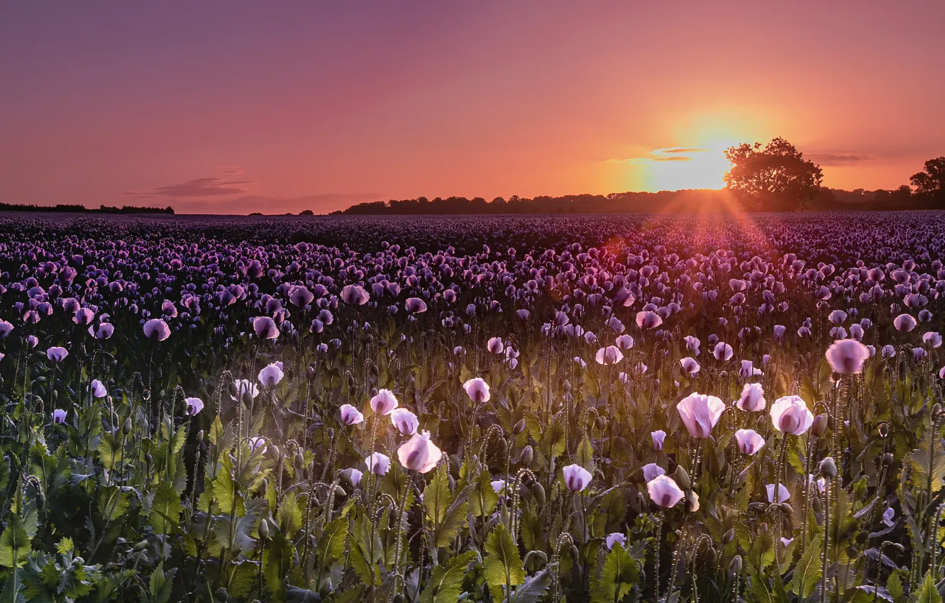Фото обои солнце, закат, цветы, маки, вечер, много, сиреневые, маковое поле