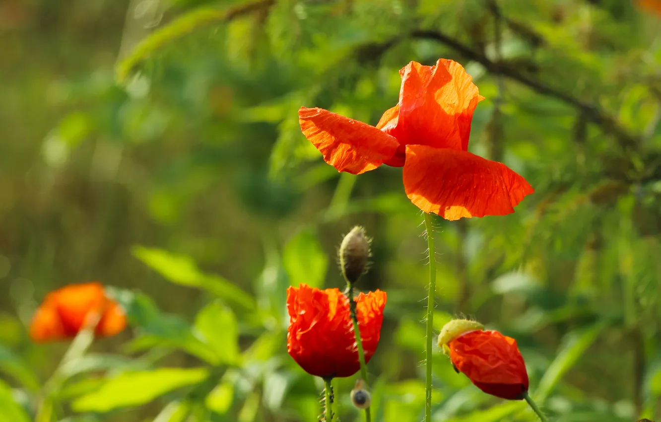 Фото обои red, flower, poppy