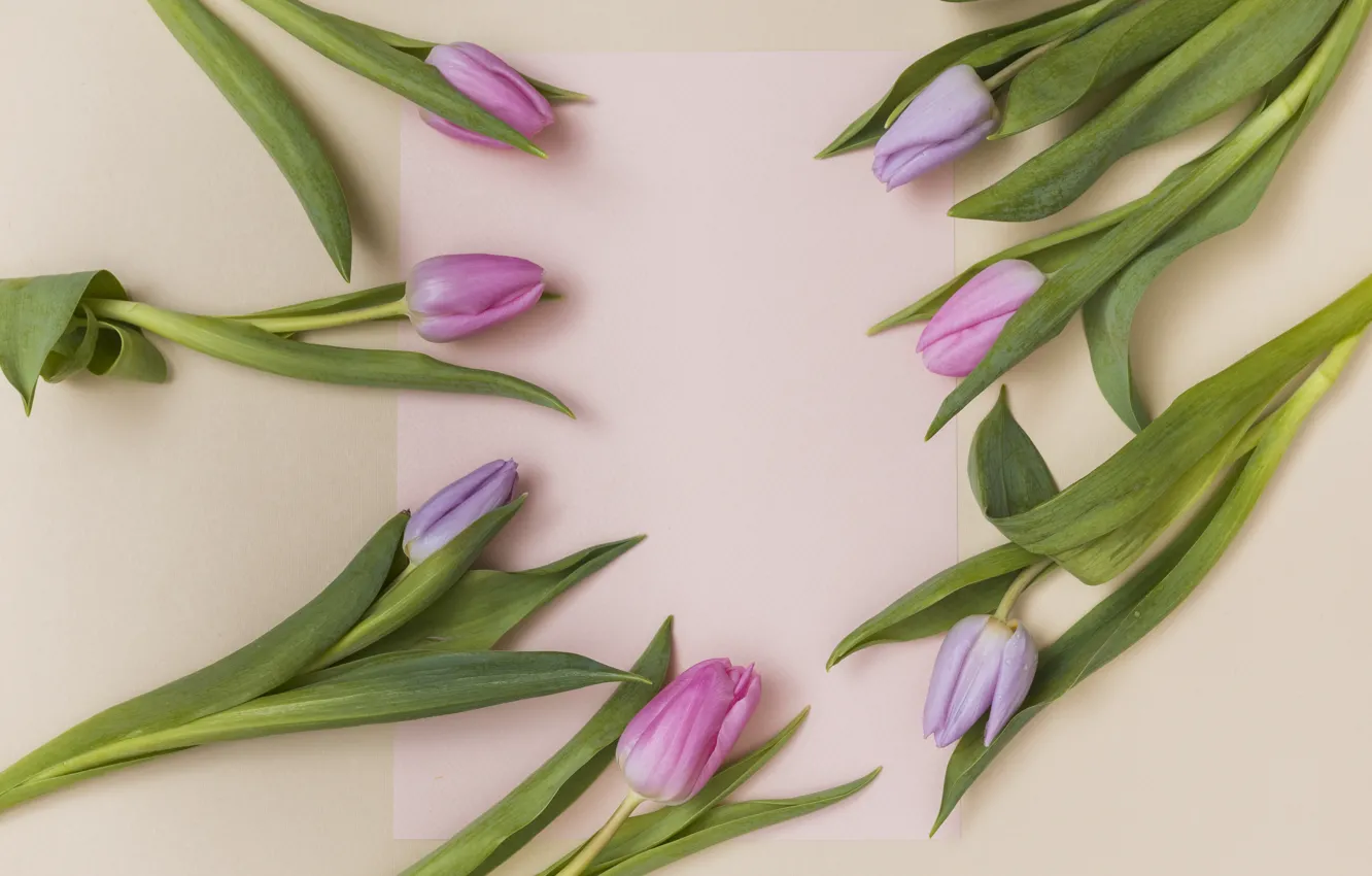 Фото обои цветы, тюльпаны, розовые, fresh, pink, flowers, tulips, spring