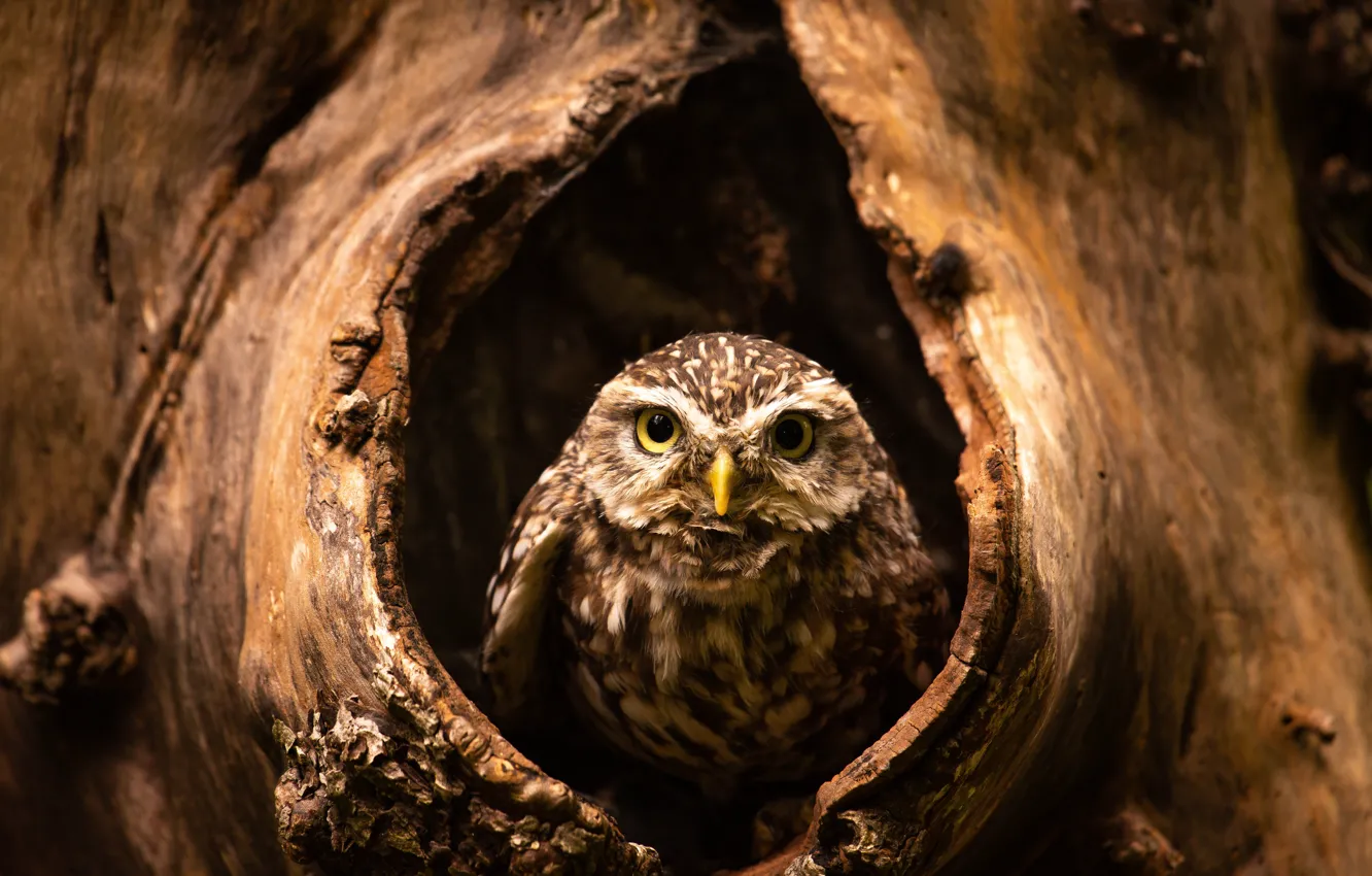 Фото обои взгляд, деревья, сова, птица, дупло, сыч