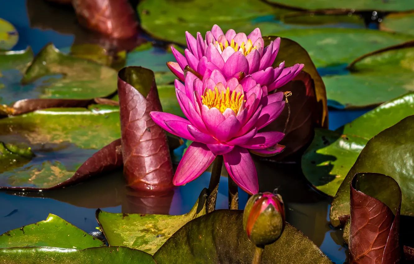 Фото обои листья, цветы, озеро, пруд, розовые, водяные лилии, водоем, нимфеи