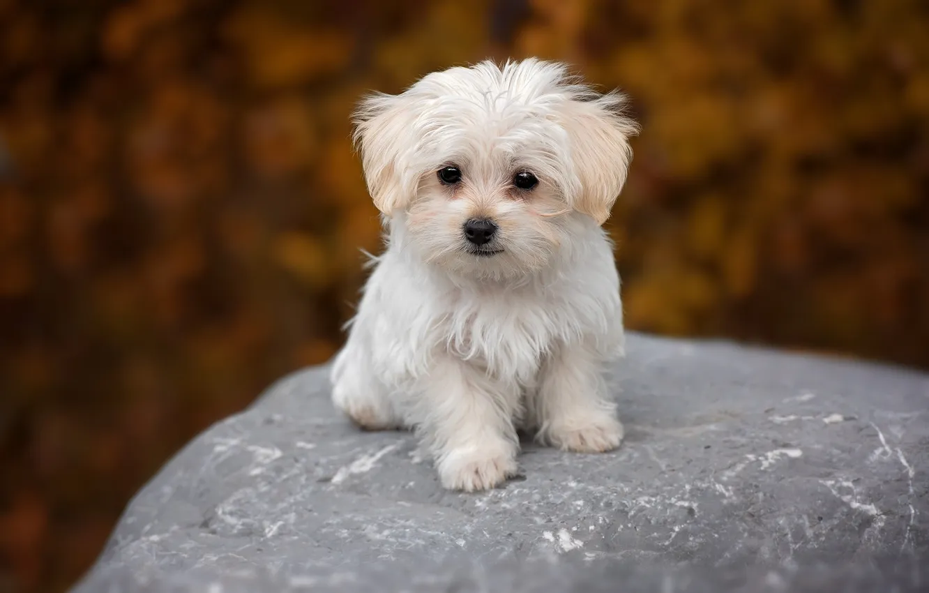 Фото обои white, puppy, dog, sweet