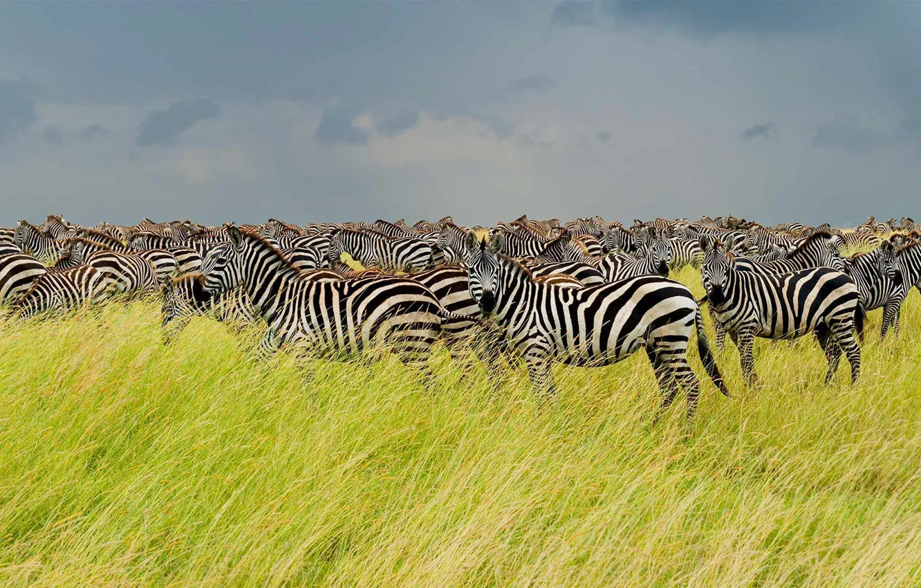 Фото обои саванна, Африка, стадо, зебры, Танзания, Национальный парк Серенгети