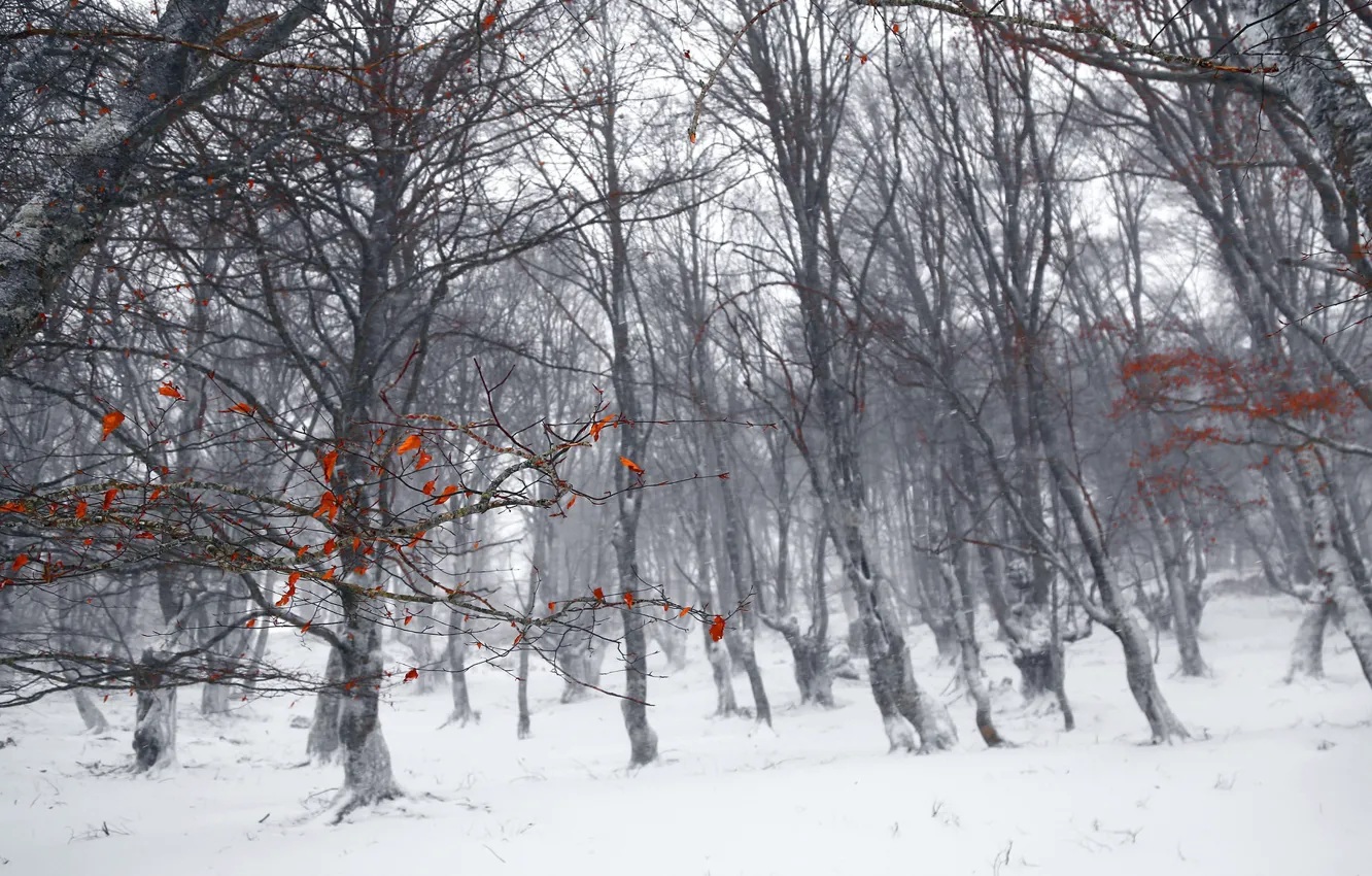 Фото обои зима, лес, листья, деревья