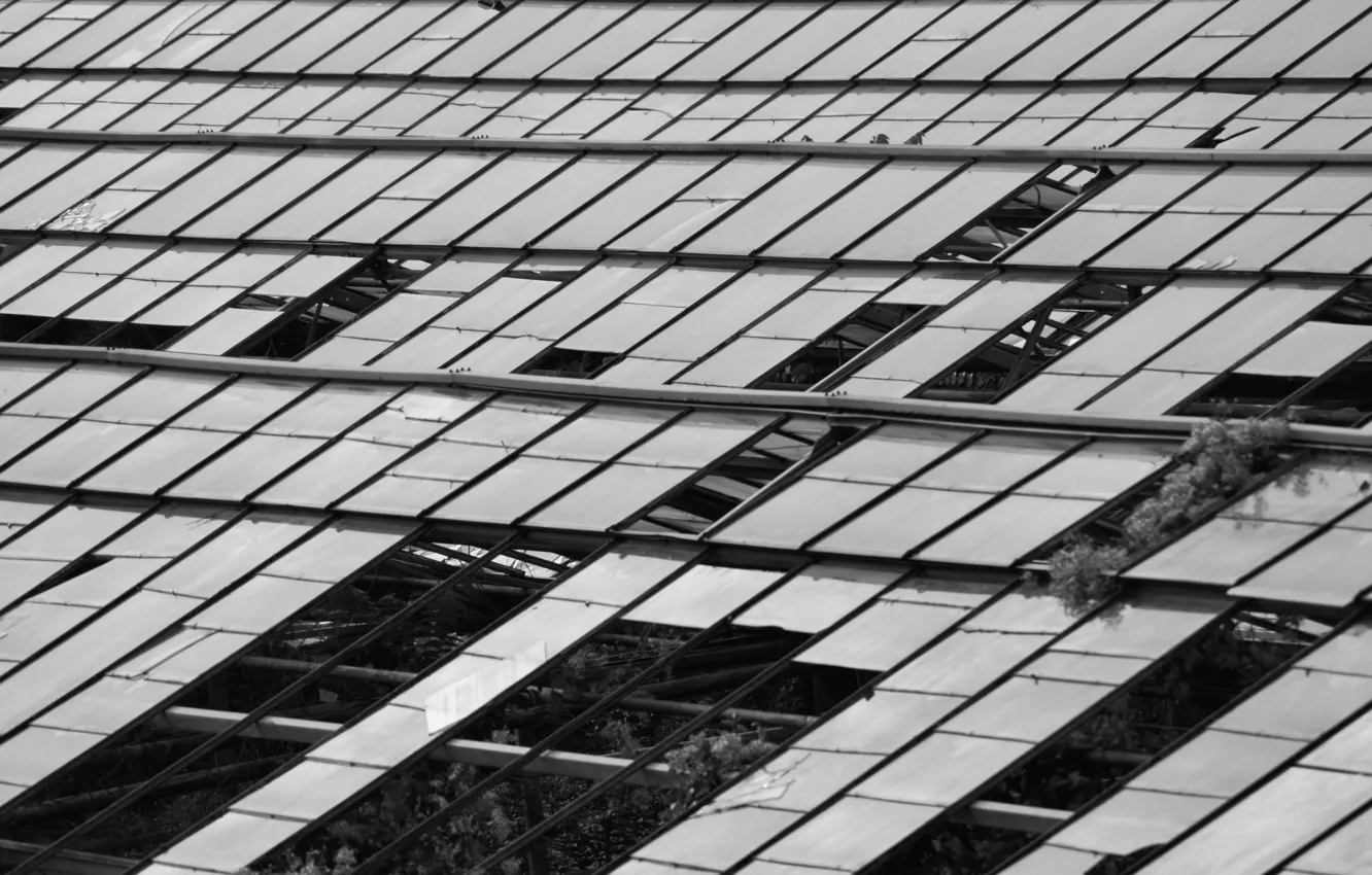 Фото обои green, windows, glass, house, white, grass, black, vintage