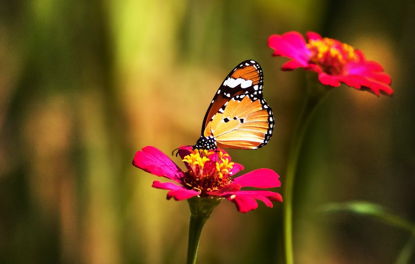 Фото обои цветок, цвет, Бабочка