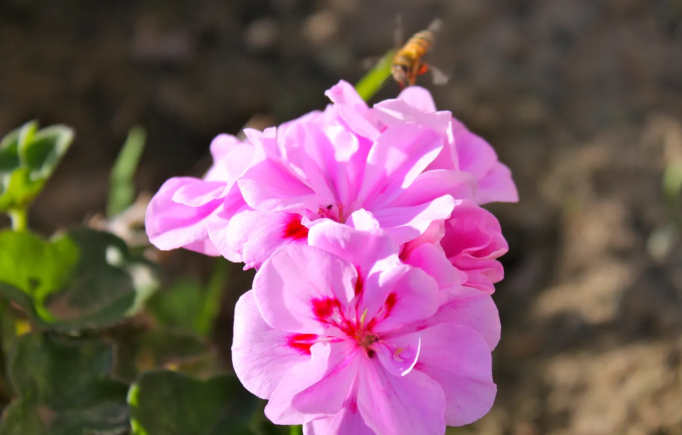 Фото обои макро, природа, пчела, розовые цветы