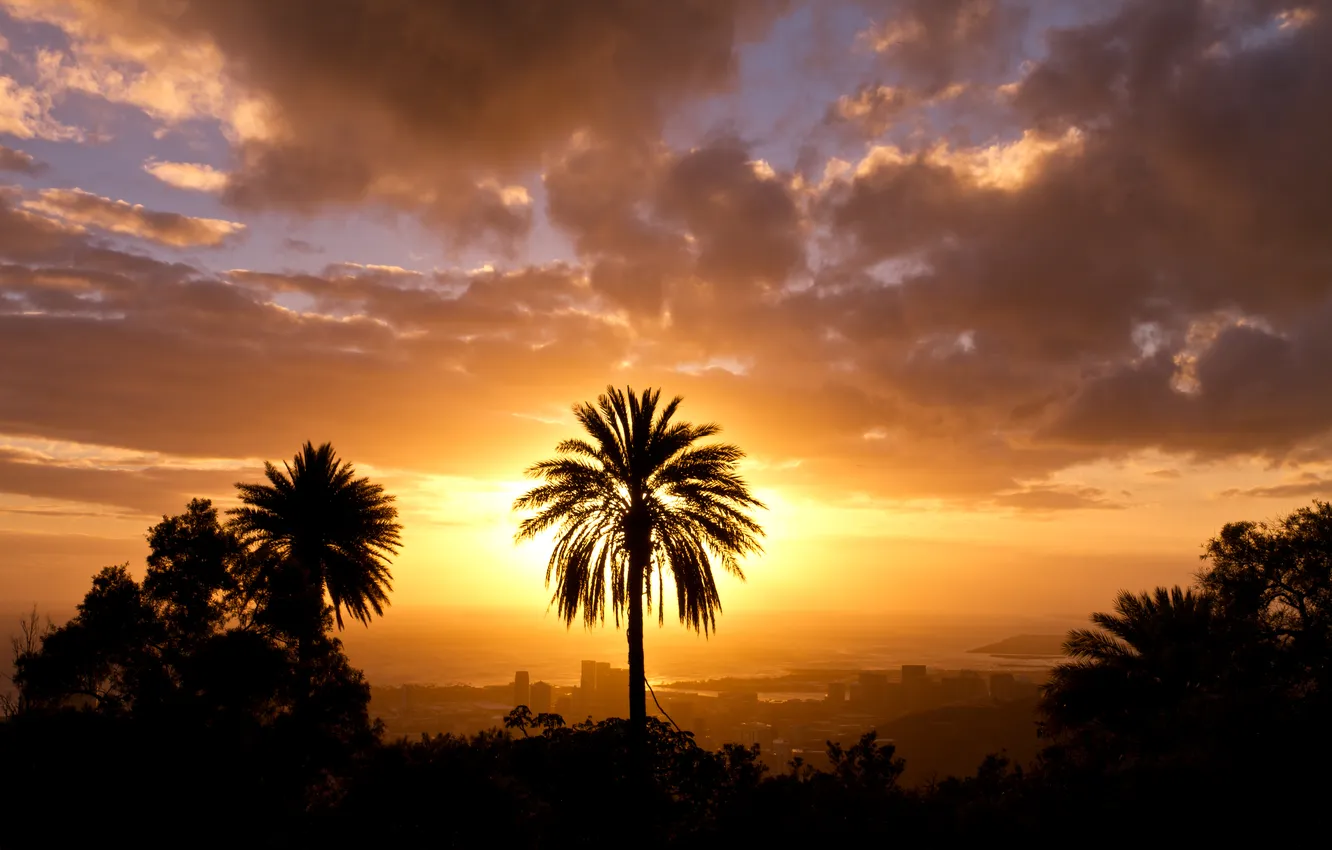 Фото обои небо, солнце, город, пальма
