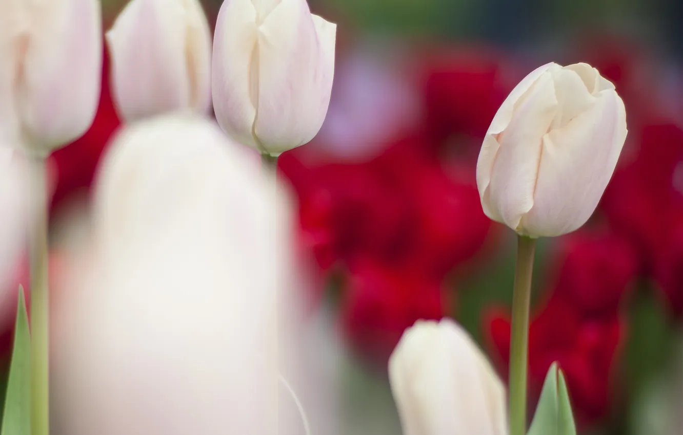 Фото обои фокус, размытость, бутон, тюльпаны, белые