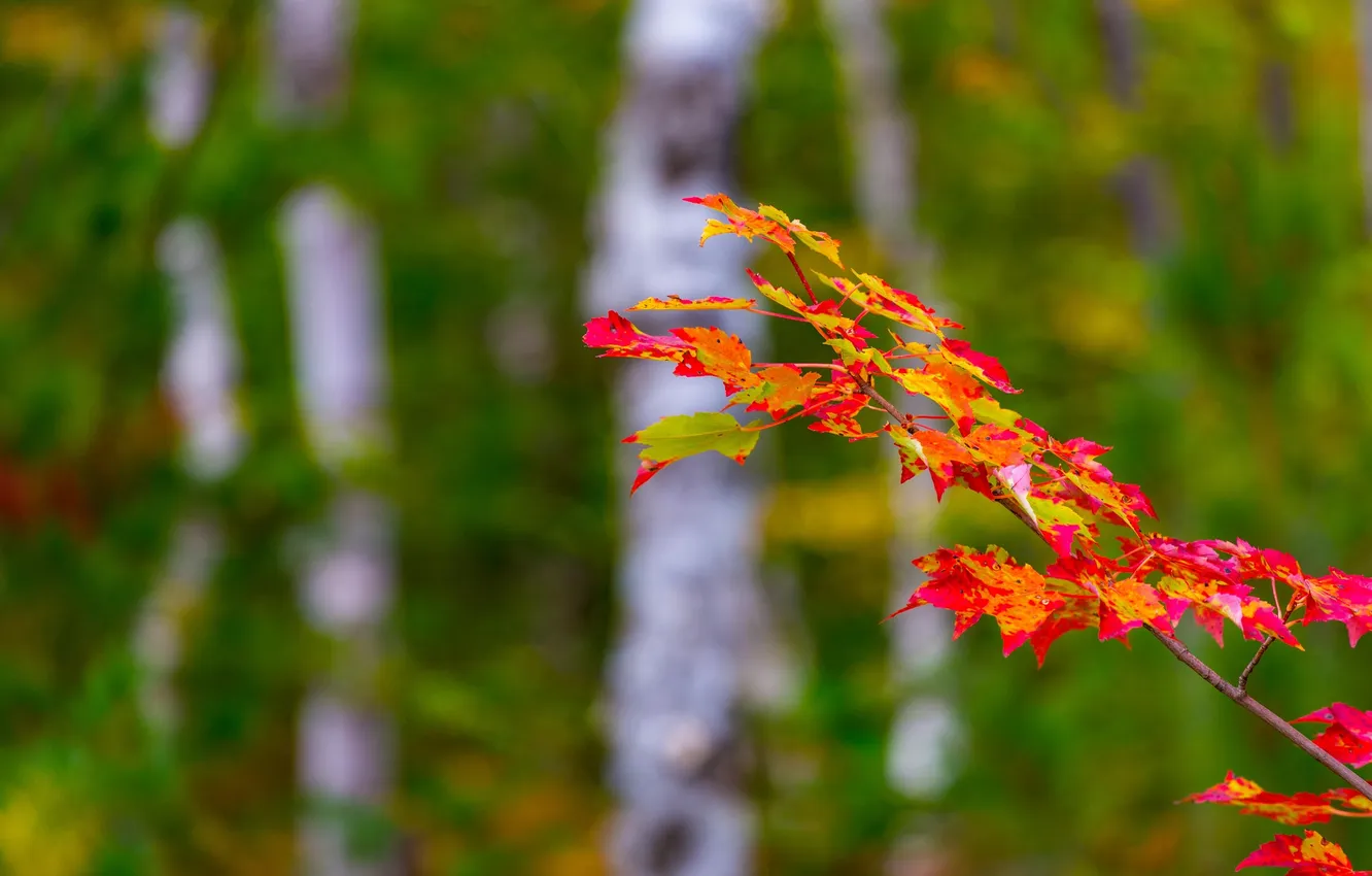 Фото обои осень, лес, листья, ветка, багрянец