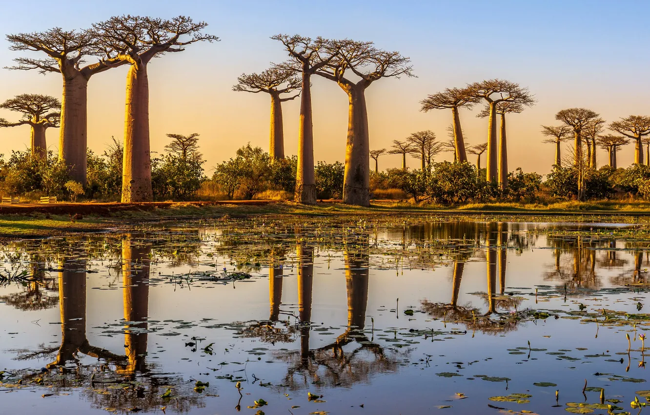 Фото обои Закат, водоем, Sunset, отражение в воде, Мадагаскар, Madagascar, Аллея баобабов, Avenue Baobabs