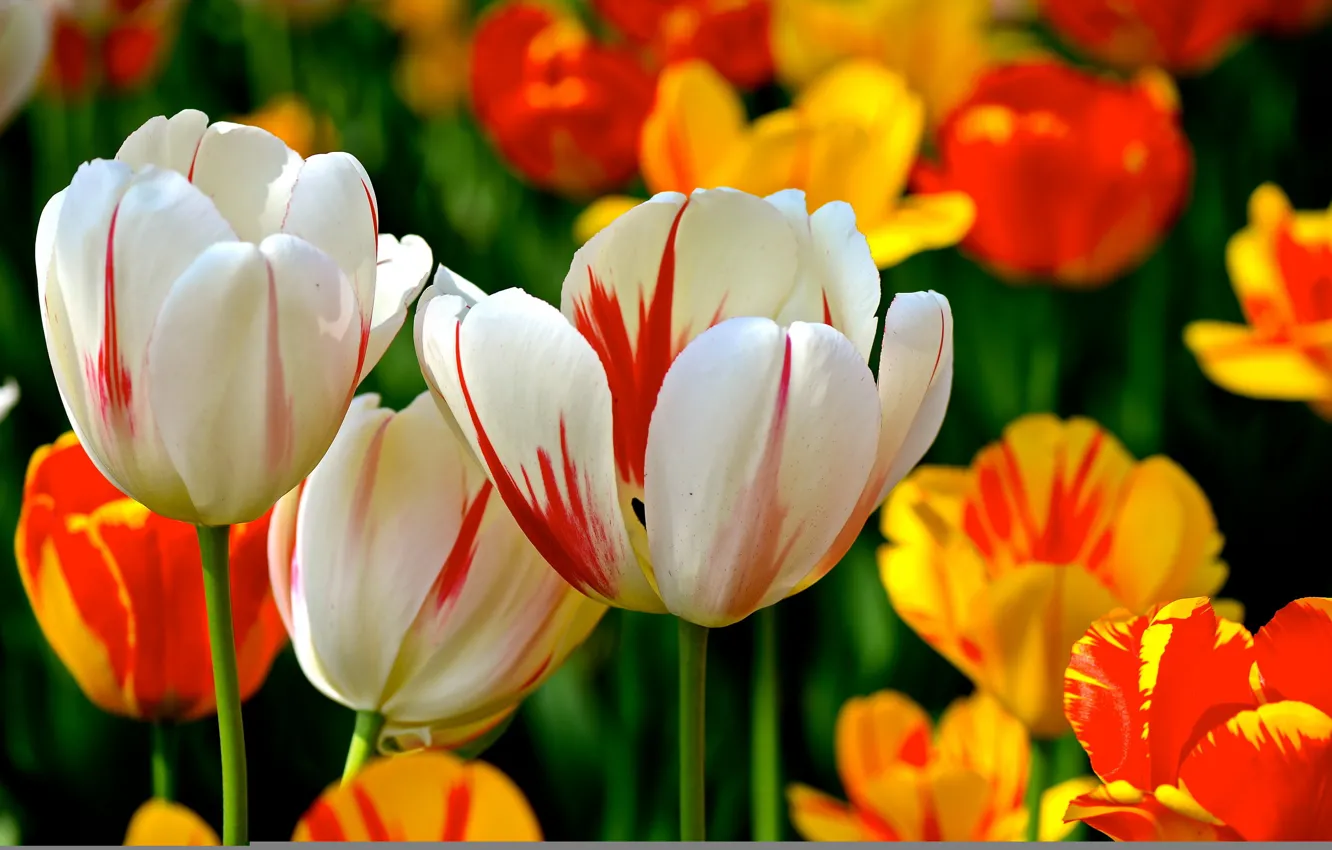Фото обои цветы, природа, весна, тюльпаны