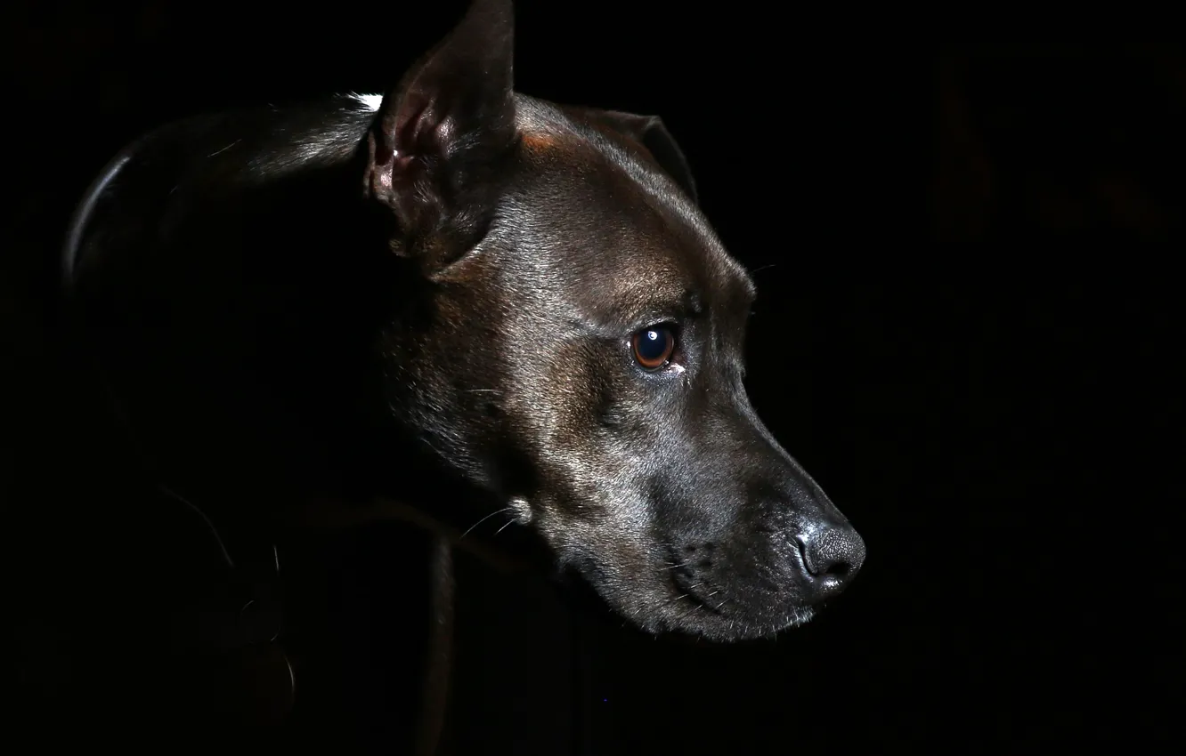Фото обои black, dog, black background, head, collar