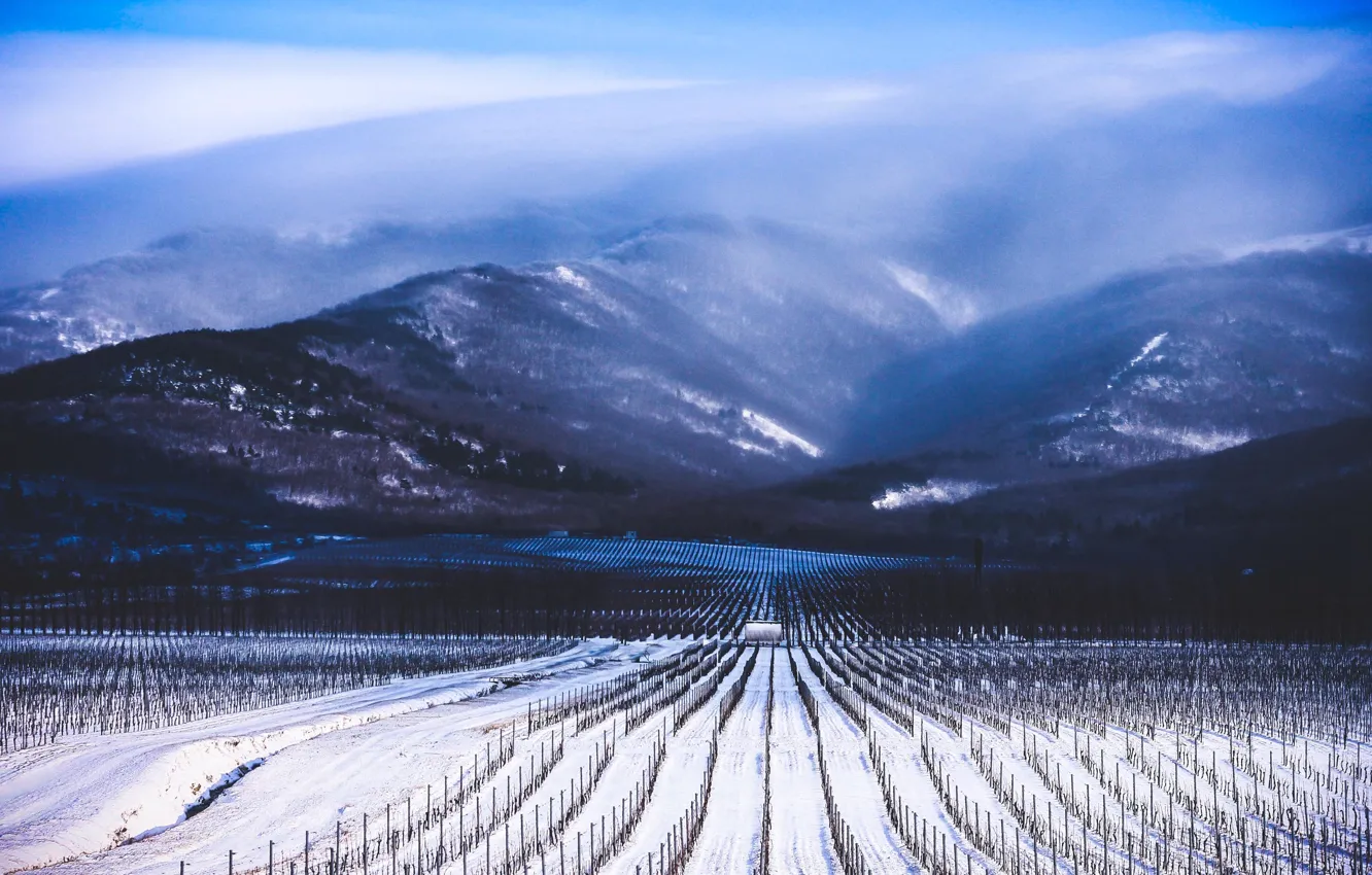 Фото обои зима, облака, снег, туман, Горы, ряды, виноградники