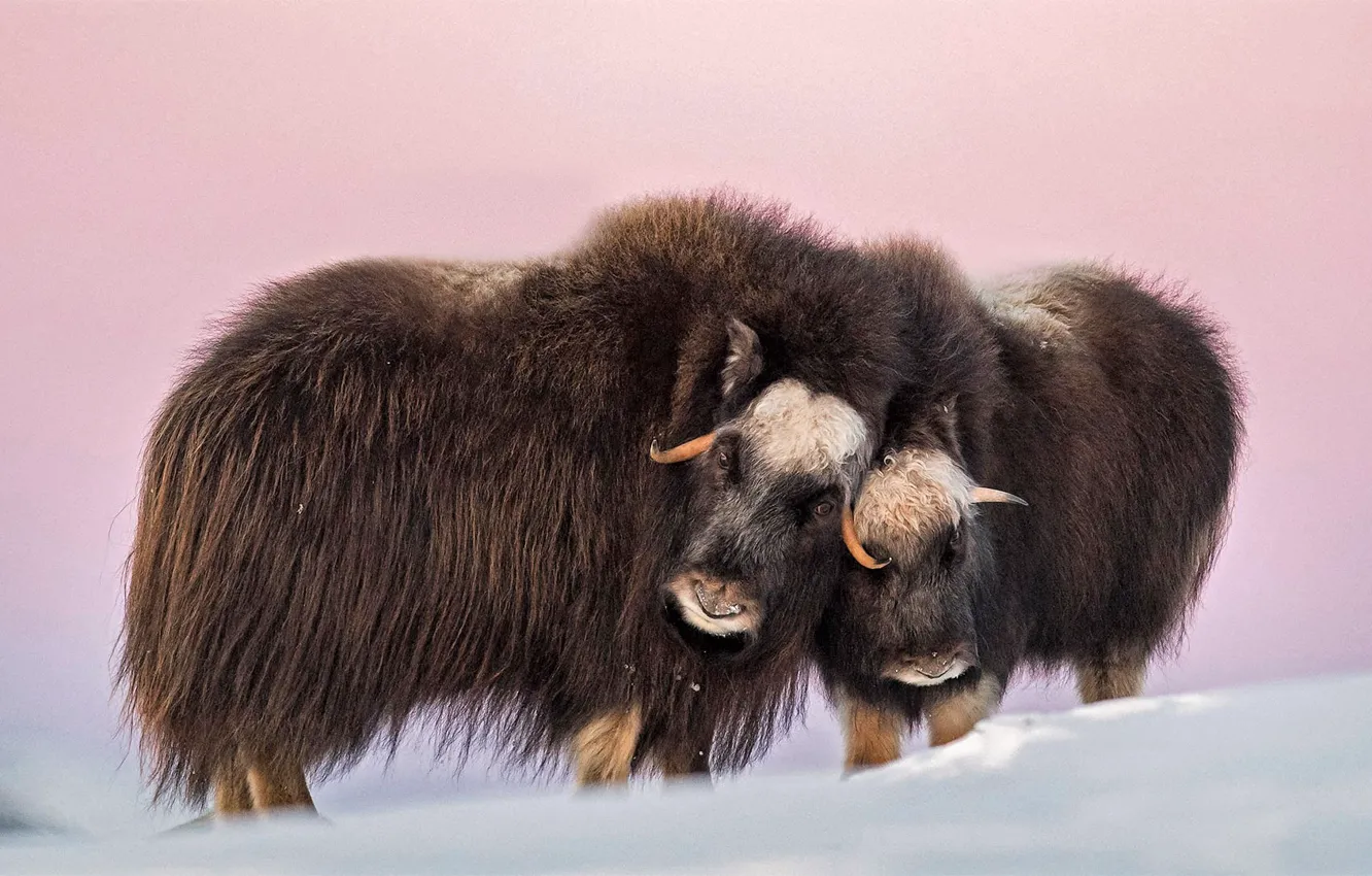 Фото обои horns, nature, snow, Norway, cold, outdoors, tundra, musk ox