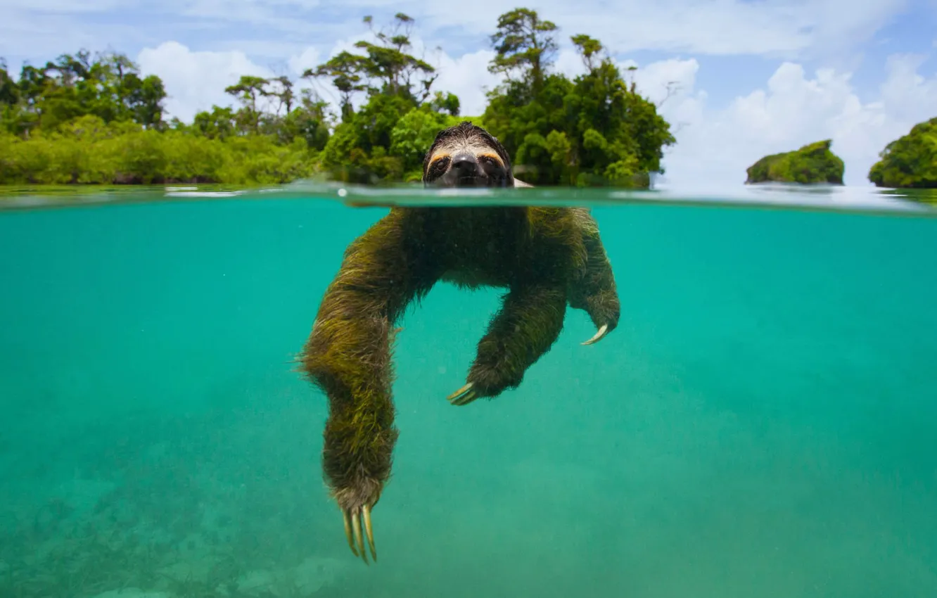 Фото обои млекопитающее, Панама, остров Эскудо де Верагуас, карликовый ленивец