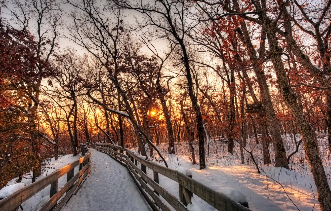 Фото обои зима, лес, небо, солнце, облака, снег, деревья, пейзаж