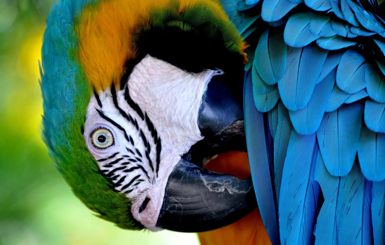 Фото обои птица, перья, клюв, попугай, сине-жёлтый ара