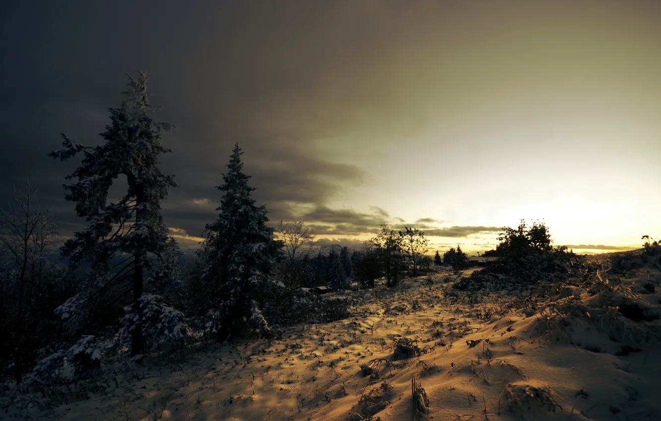 Фото обои зима, снег, деревья, закат, тучи, ель, хвойные