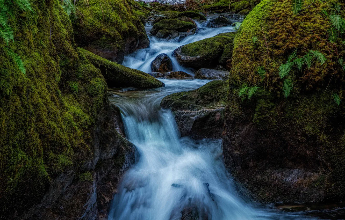 Фото обои темный фон, ручей, камни, течение, водопад, мох, поток, речка
