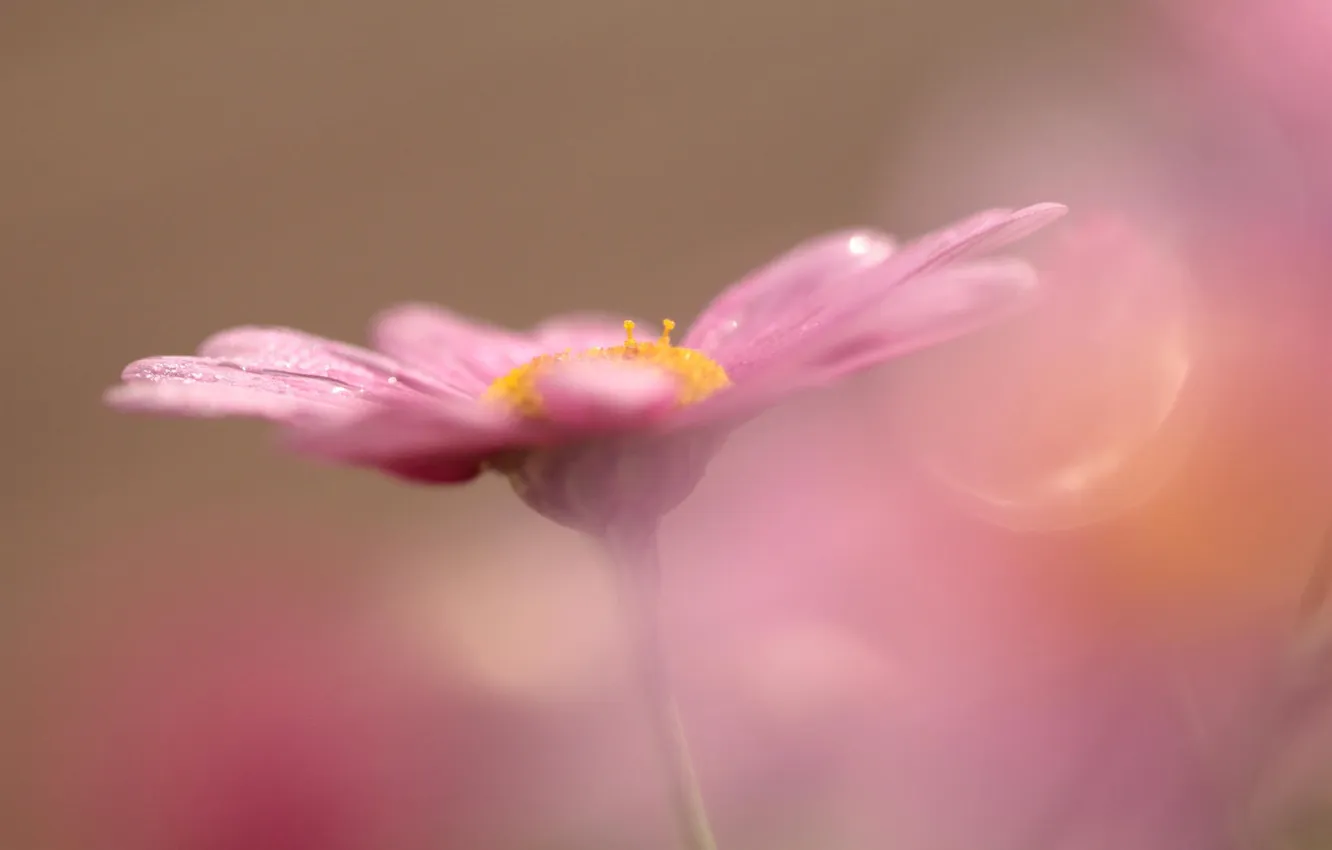 Фото обои цветок, макро, розовый, боке
