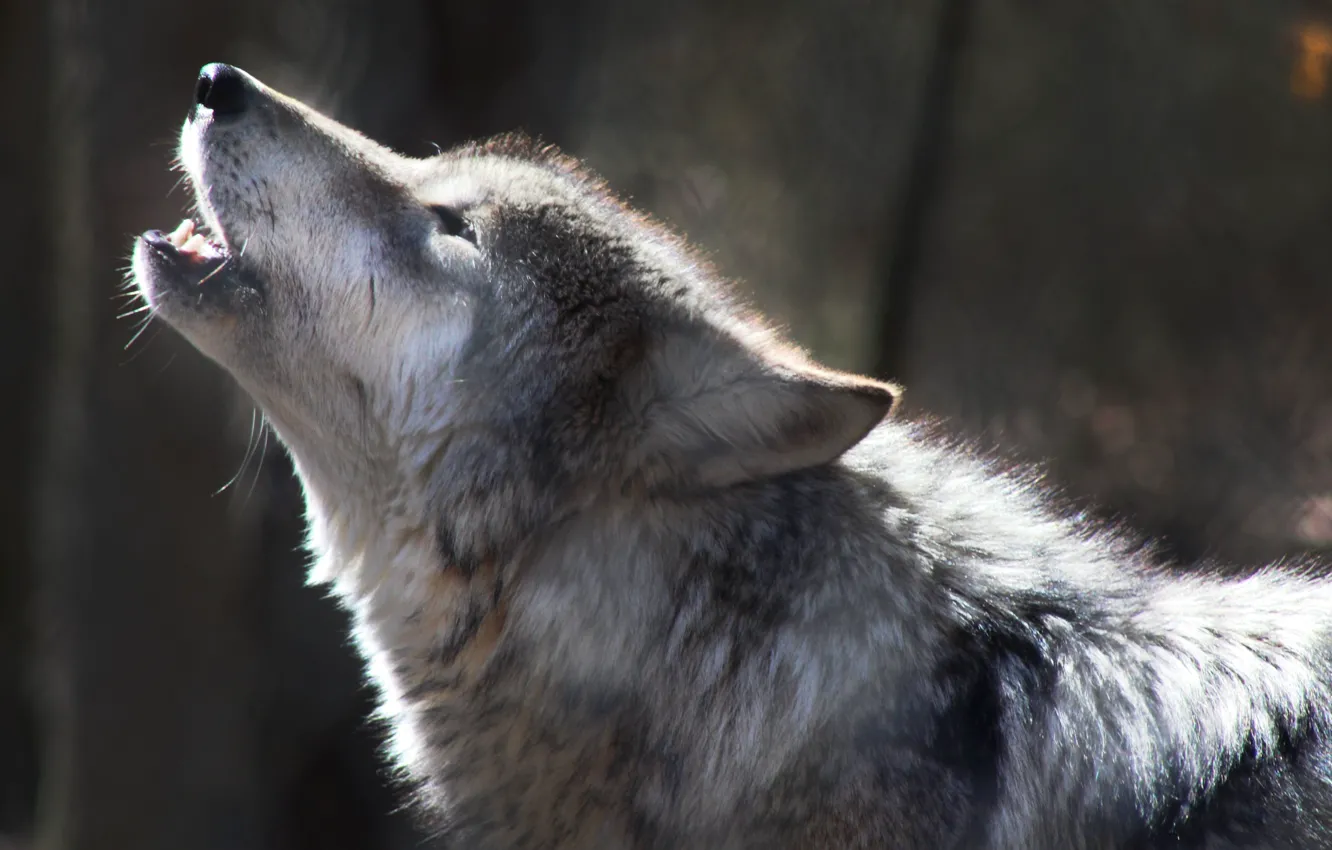 Фото обои nature, predator, animal, wolf, wildlife, mammal, portrait., red wolf