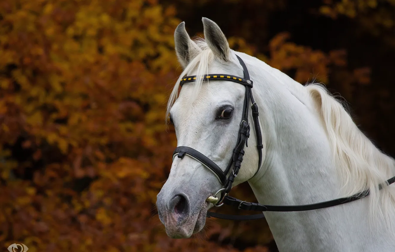 Фото обои осень, белый, морда, конь, лошадь, грива, красавец, (с) OliverSeitz