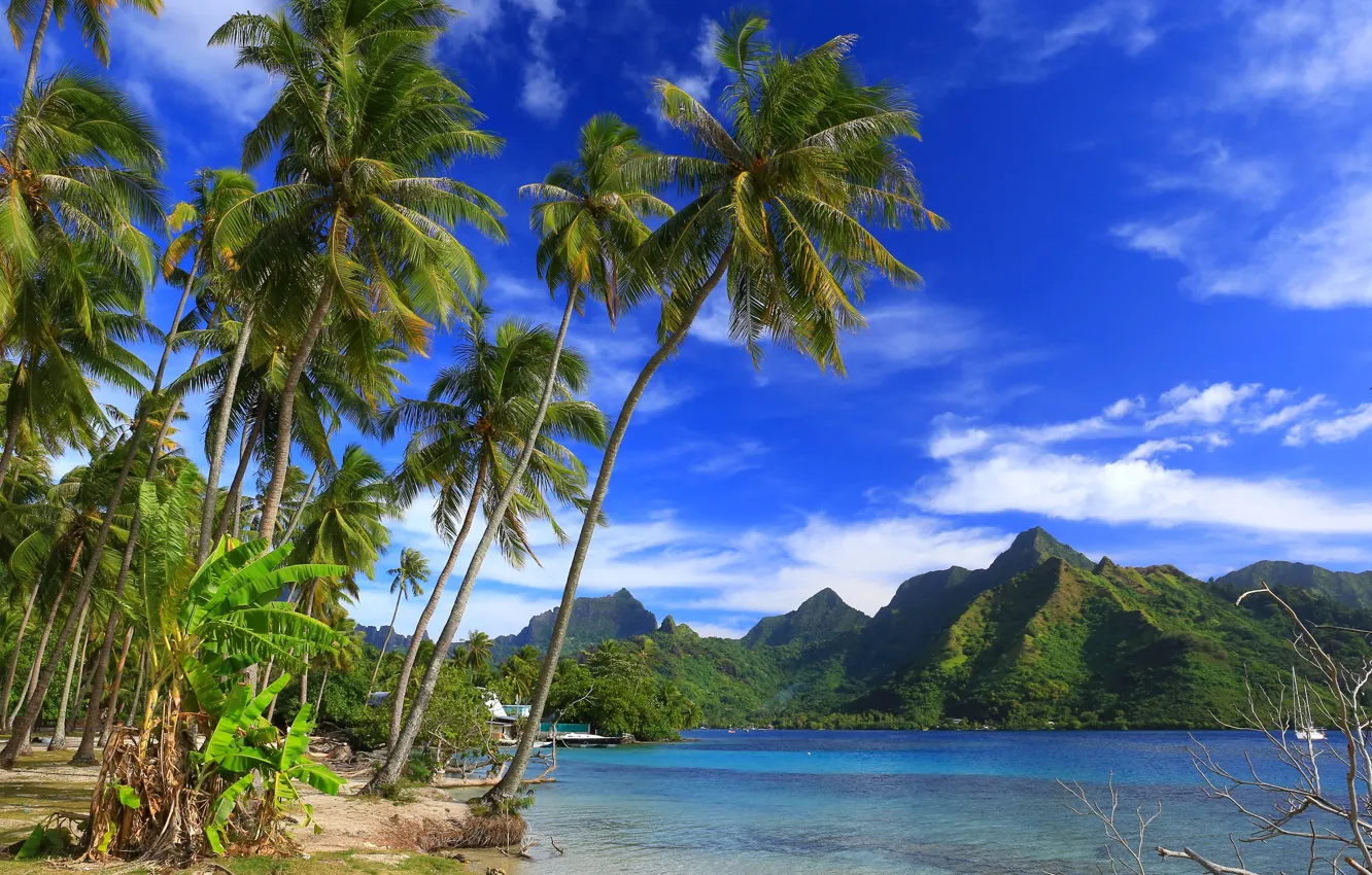 Фото обои горы, тропики, пальмы, океан, побережье, Pacific Ocean, French Polynesia, Тихий океан