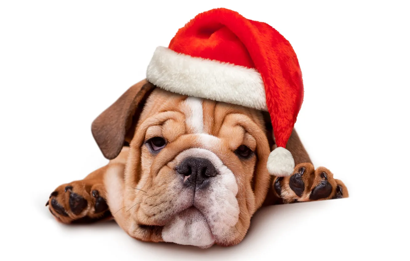 Фото обои животные, красный, праздник, новый год, собака, щенок, белый фон, Санта
