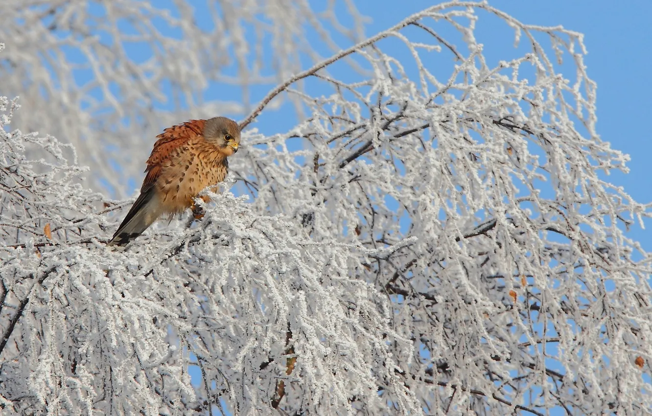 Фото обои зима, снег, дерево, птица, оперение, Kestrel, семейство соколиных, пустельга